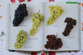 Uvas